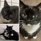 Entry image for Mittens 