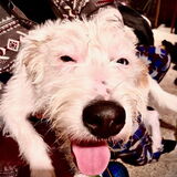 Entry image for Baby Boy Banjo 