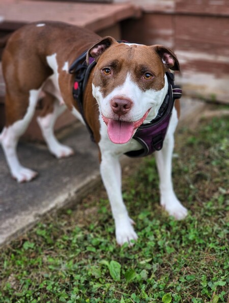 Entry image for Luna Rae. Clicking this image will show a larger photo