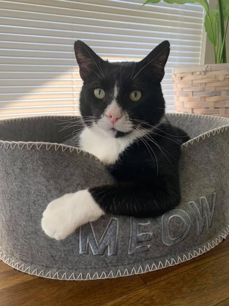 Entry image for Sherlock. Clicking this image will show a larger photo