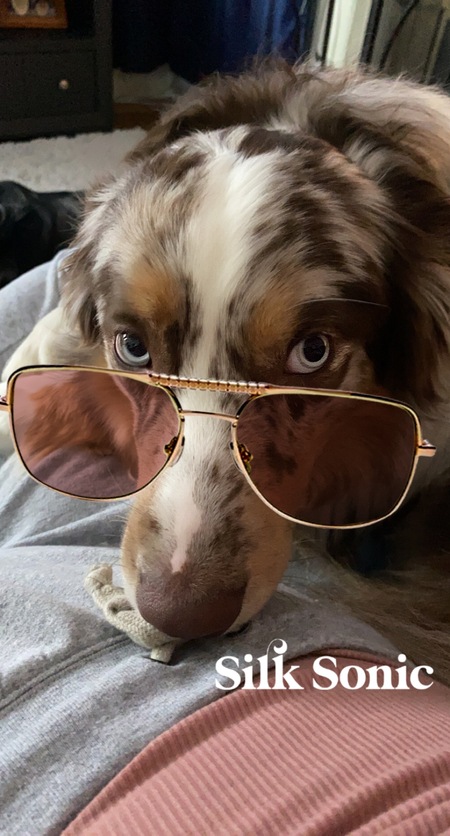 Entry image for Buddy. Clicking this image will show a larger photo