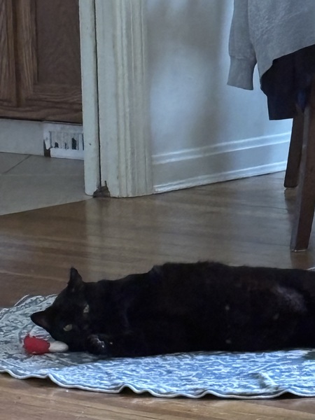 Entry image for Binx. Clicking this image will show a larger photo