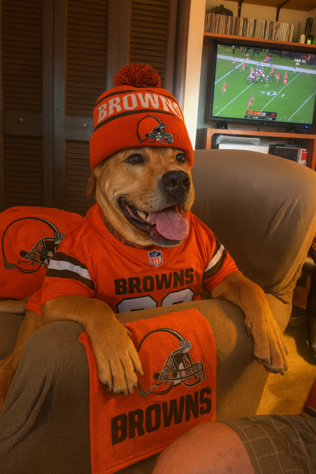 Entry image for Dozer. Clicking this image will show a larger photo