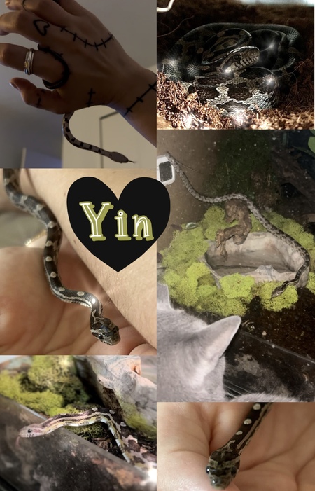 Entry image for Yin. Clicking this image will show a larger photo