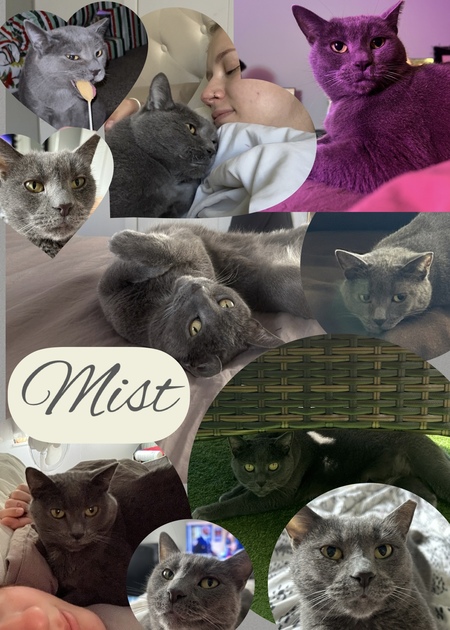 Entry image for Mist . Clicking this image will show a larger photo