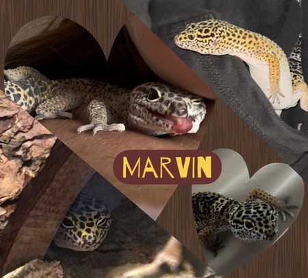 Entry image for Marvin. Clicking this image will show a larger photo