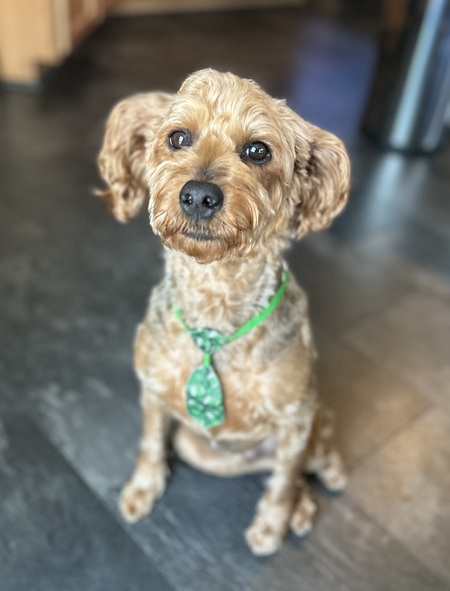 Entry image for Archie. Clicking this image will show a larger photo