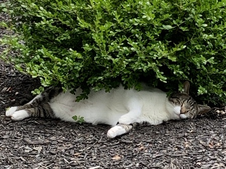 Entry image for Quint . Clicking this image will show a larger photo