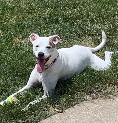 Entry image for Lola . Clicking this image will show a larger photo