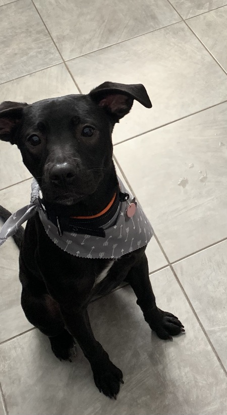 Entry image for Gunner . Clicking this image will show a larger photo