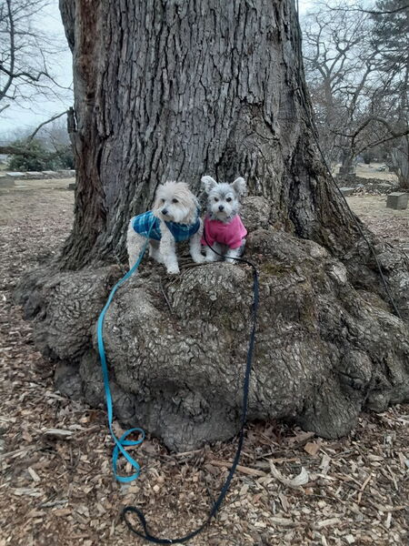 Entry image for Mork & Mindy. Clicking this image will show a larger photo