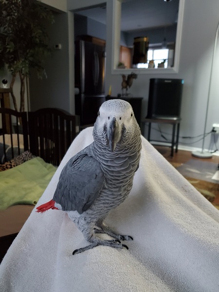 Entry image for Mr. Clyde. Clicking this image will show a larger photo