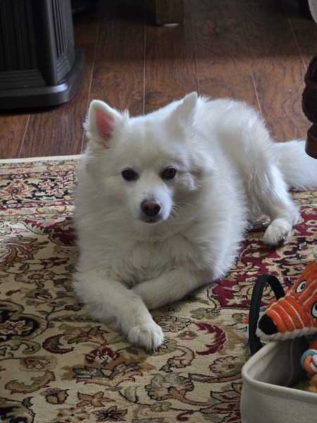 Entry image for Niko. Clicking this image will show a larger photo