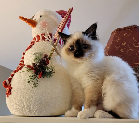 Entry image for Baby Buttons . Clicking this image will show a larger photo