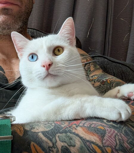 Entry image for Lux. Clicking this image will show a larger photo