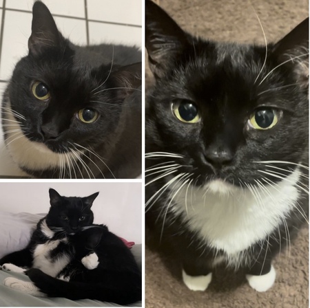 Entry image for Mittens . Clicking this image will show a larger photo