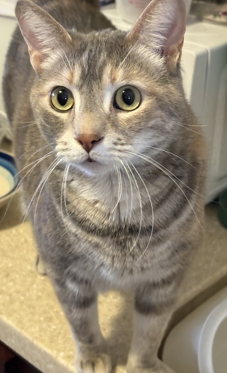 Entry image for Winnie. Clicking this image will show a larger photo