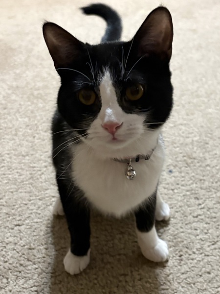 Entry image for Ivy. Clicking this image will show a larger photo