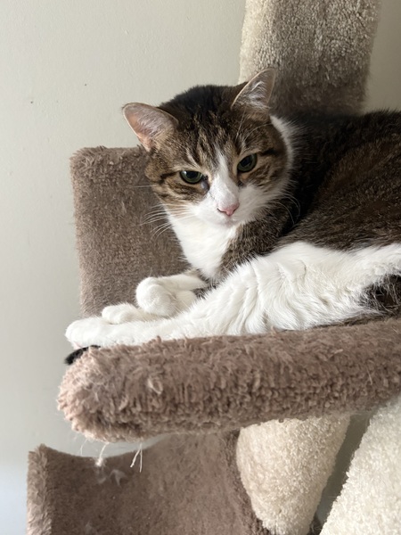 Entry image for Lucky. Clicking this image will show a larger photo