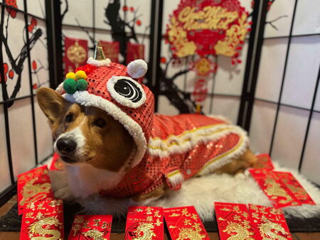 Entry image for Galileo. Clicking this image will show a larger photo