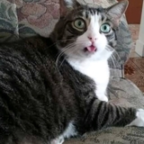 Entry image for Rosie