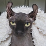 Entry image for Buddy