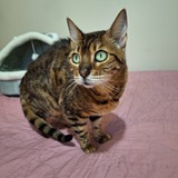 Entry image for Sophie