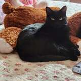 Entry image for Scarlet 