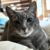 Entry image for Cleo