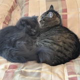 Entry image for Gracie and Oliver