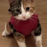 Entry image for Zazzles