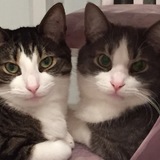 Entry image for Cubby and Wrigley 