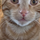 Entry image for Parson