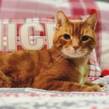 Entry image for Patchy