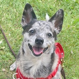 Entry image for Mack