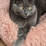 Entry image for Misty 