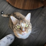 Entry image for Luna