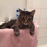 Entry image for Steven T. Kitten