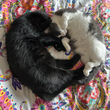 Entry image for Sesame and Mochi