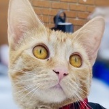 Entry image for Meli