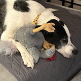 Entry image for Fievel