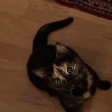 Entry image for Charlotte