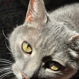 Entry image for  Danou