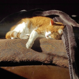 Entry image for Poutine 