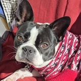 Entry image for Mango