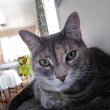 Entry image for Fiona 