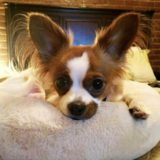 Entry image for Molly