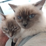 Entry image for Harry & Sherry