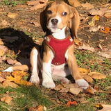 Entry image for Penny