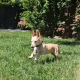 Entry image for Fia Piglet